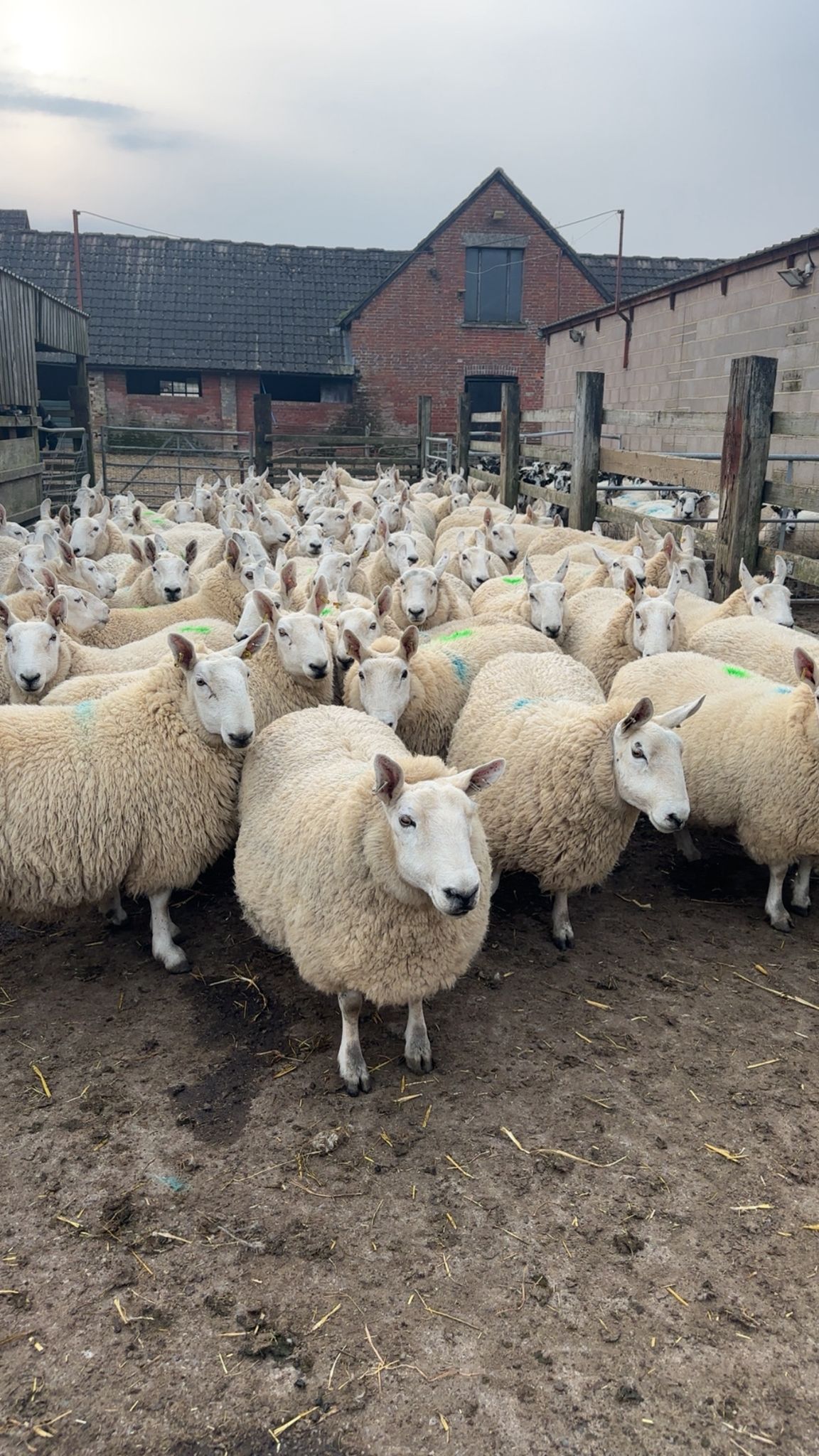 A pen of well-handled sheep at Merley Hall Farm.