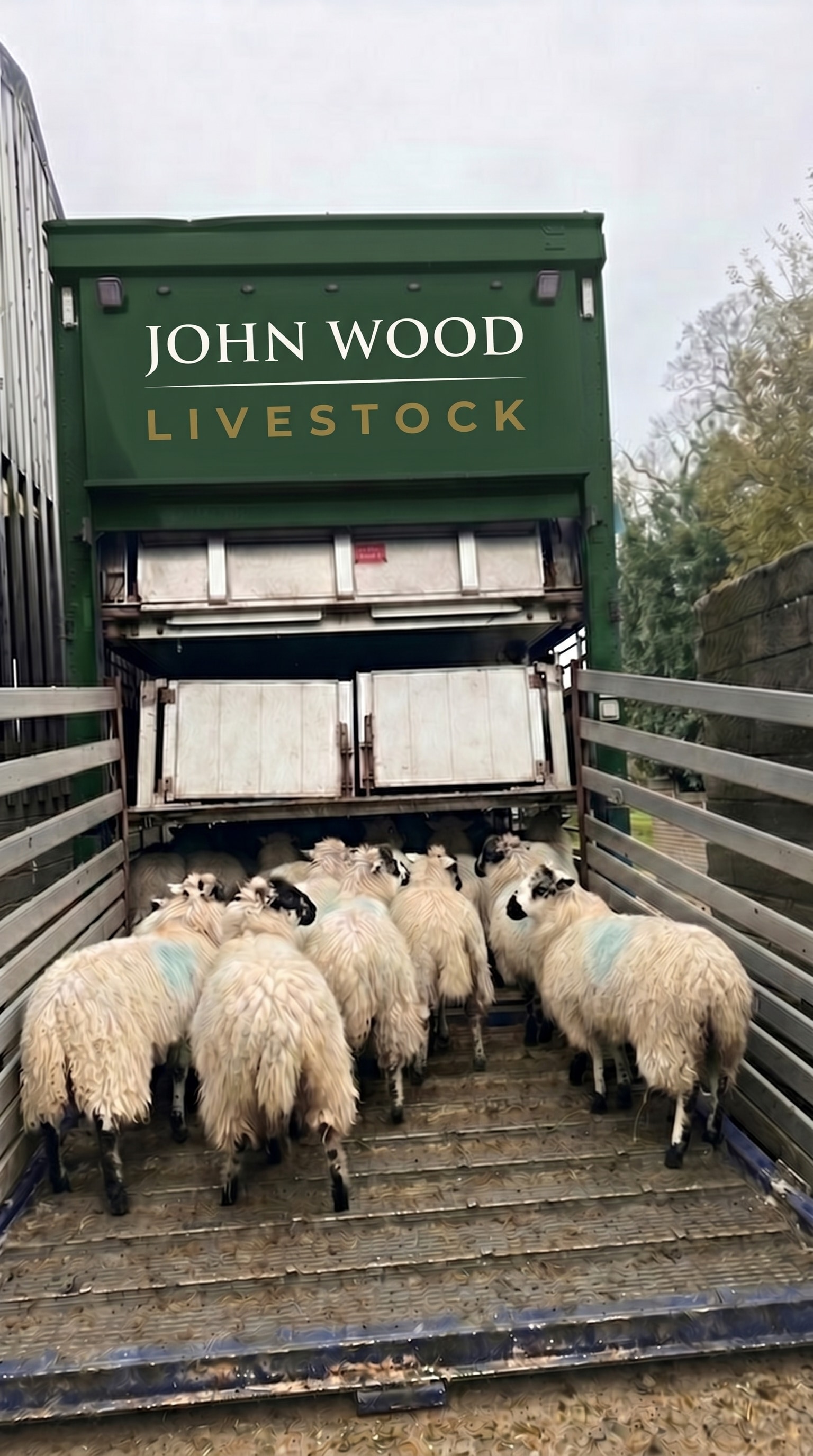 A sorted load of sheep walking up the ramp onto the John Wood Livestock lorry.