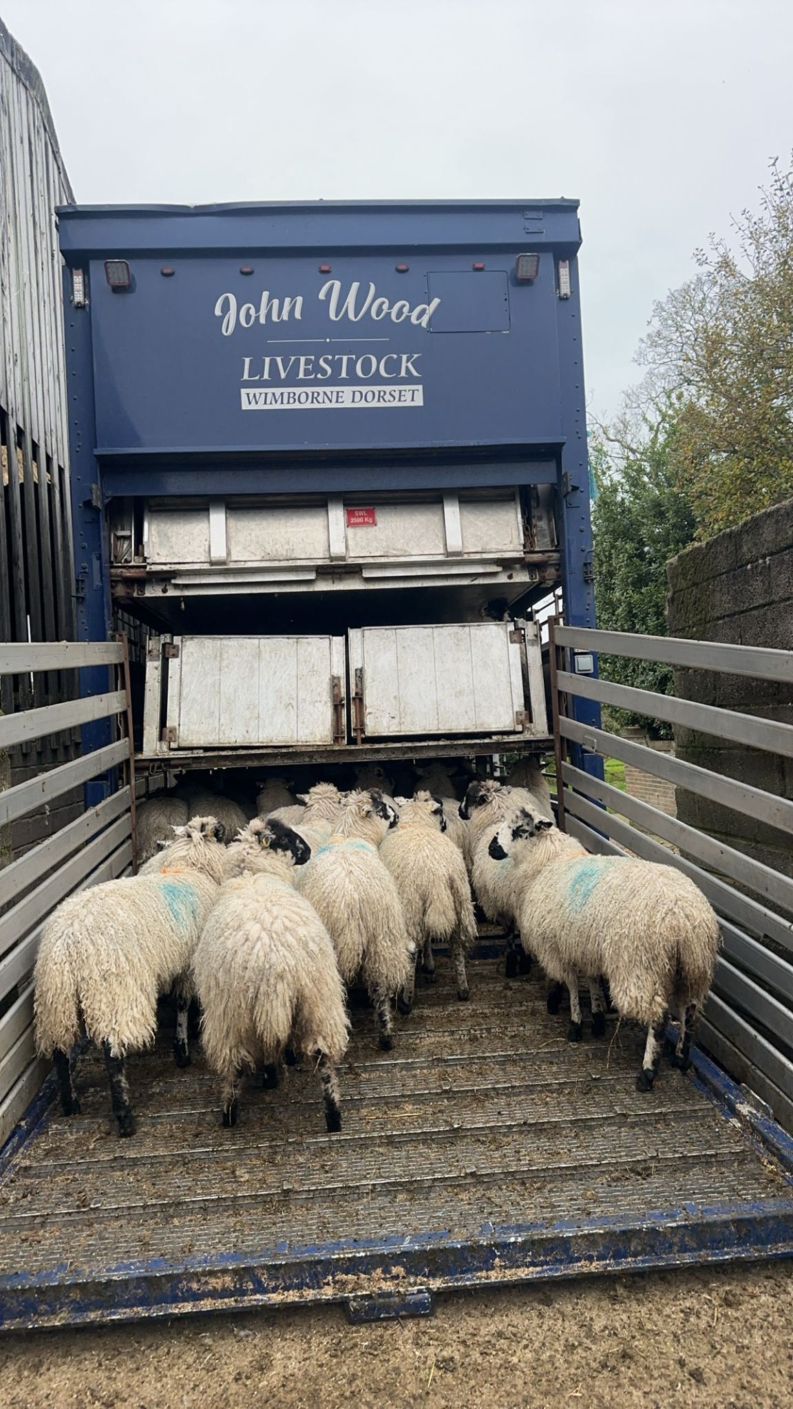 A sorted load of sheep walking up the ramp onto the John Wood Livestock lorry.