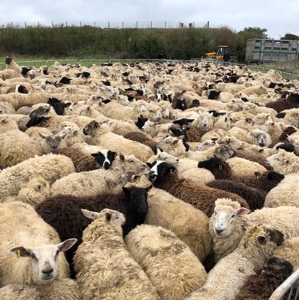 150 Cheviot Shearling Ewes, In-Lamb to Cheviot